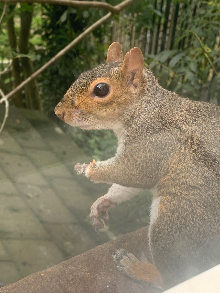 oztrazine's tweet image. #greysquirrel The Stumpjumper, Father of Ico, Survived for more than a year missing his left paw. #lockdown buddy Number 1. Love ya little man