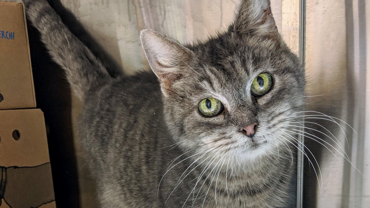 BC_SPCA's tweet photo. Willa enjoys her cheek scritches &amp; purring up a storm. This lady has a couple of health issues to note as she is FIV positive &amp; also requires regular ear cleanings. Luckily she is easy to handle &amp; doesn’t mind! 
❤️Willa: https://t.co/Yvc3o59ffV
🏠Branch: #SecheltBC #BCSPCA https://t.co/phqp0vvwxp