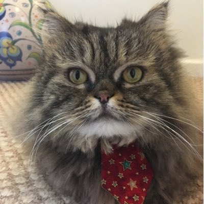 Joeybird's tweet photo. The picture on the first Christmas card that Basil and his mum sent me back in December 2016. #concertforBasil https://t.co/CRTqEOLxE0