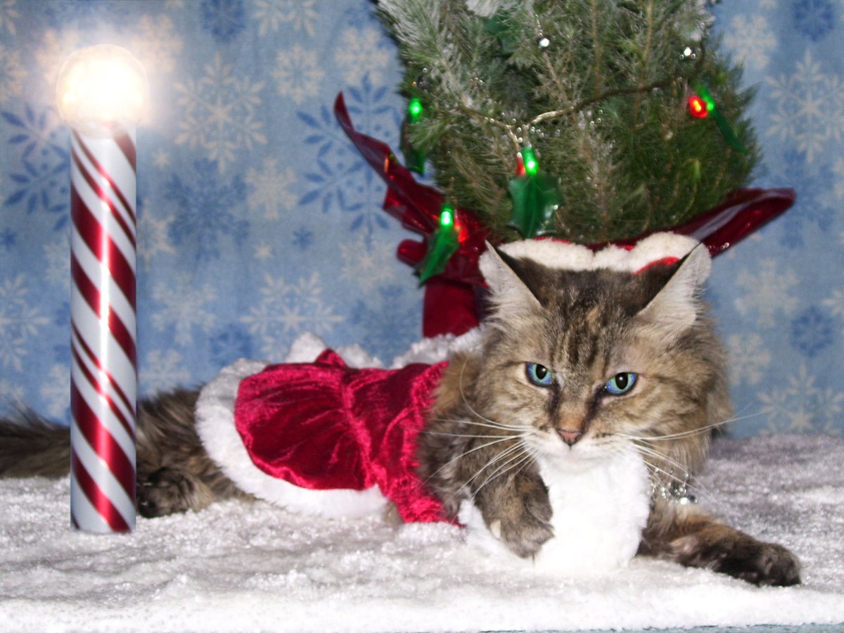 BobKatLittleCub's tweet photo. Remember Kits, take care of those around you. Show a little kindness everyday to all and make this Earth a happier place!
🎄⛄🎄⛄🎄⛄🎄⛄🎄⛄🎄⛄🎄⛄🎄⛄🎄⛄🎄⛄
Please Retweet! #Cats #CatsOfTwitter #CatsOfIntstagram [the.littlecub.cats] #LittleCubCats #CalicoCrew #Caturday https://t.co/QZ5tALPjJs