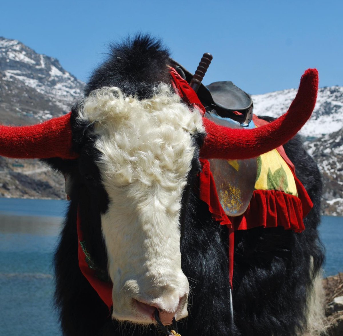 I will now post outfits for yaks to wear.