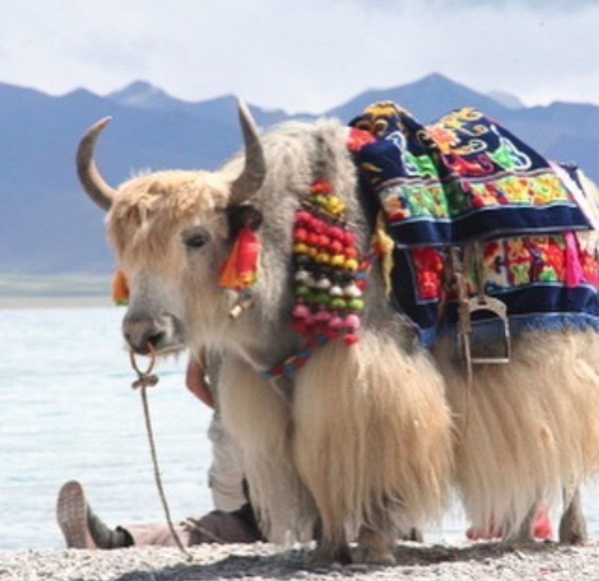 I will now post outfits for yaks to wear.