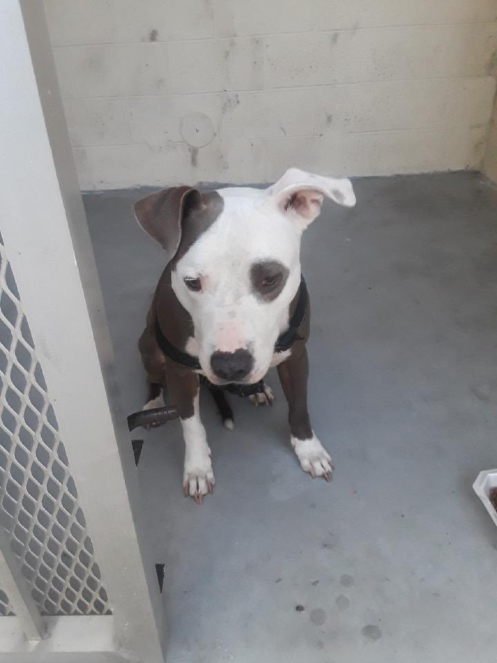 Found dog 🐕 

Has anyone seen my family?? 

I was located on Holmberg Rd &amp; Parkside Dr in Parkland. 

Please contact the non emergency phone number at 954-764-4357 or direct message if located.
