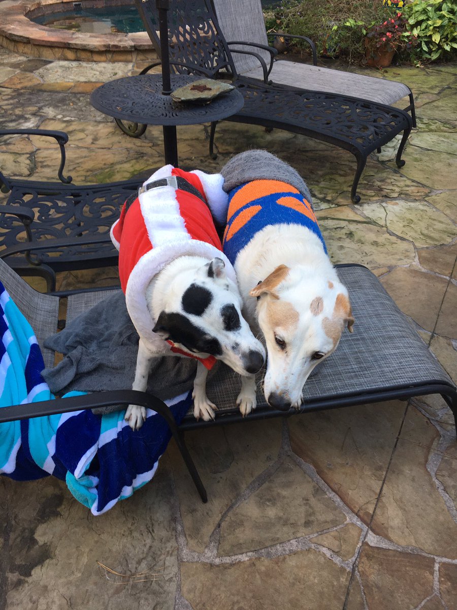 GaylaLutz's tweet photo. @HOUPetsAlive Dottie (formerly Missy Elliott) enjoying her first Christmas at her furever home!! https://t.co/c642rH78JI
