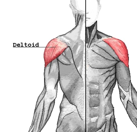 basic myology anatomy with kim seokjin: a small thread