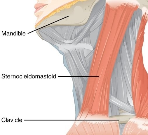the sternocleidomastoid muscle
