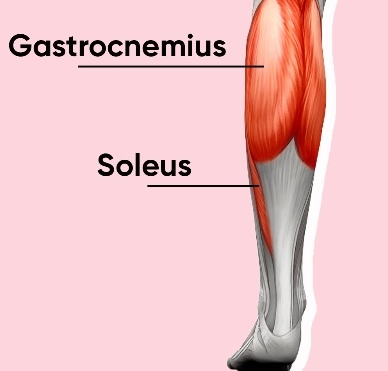 the gastrocnemius muscle