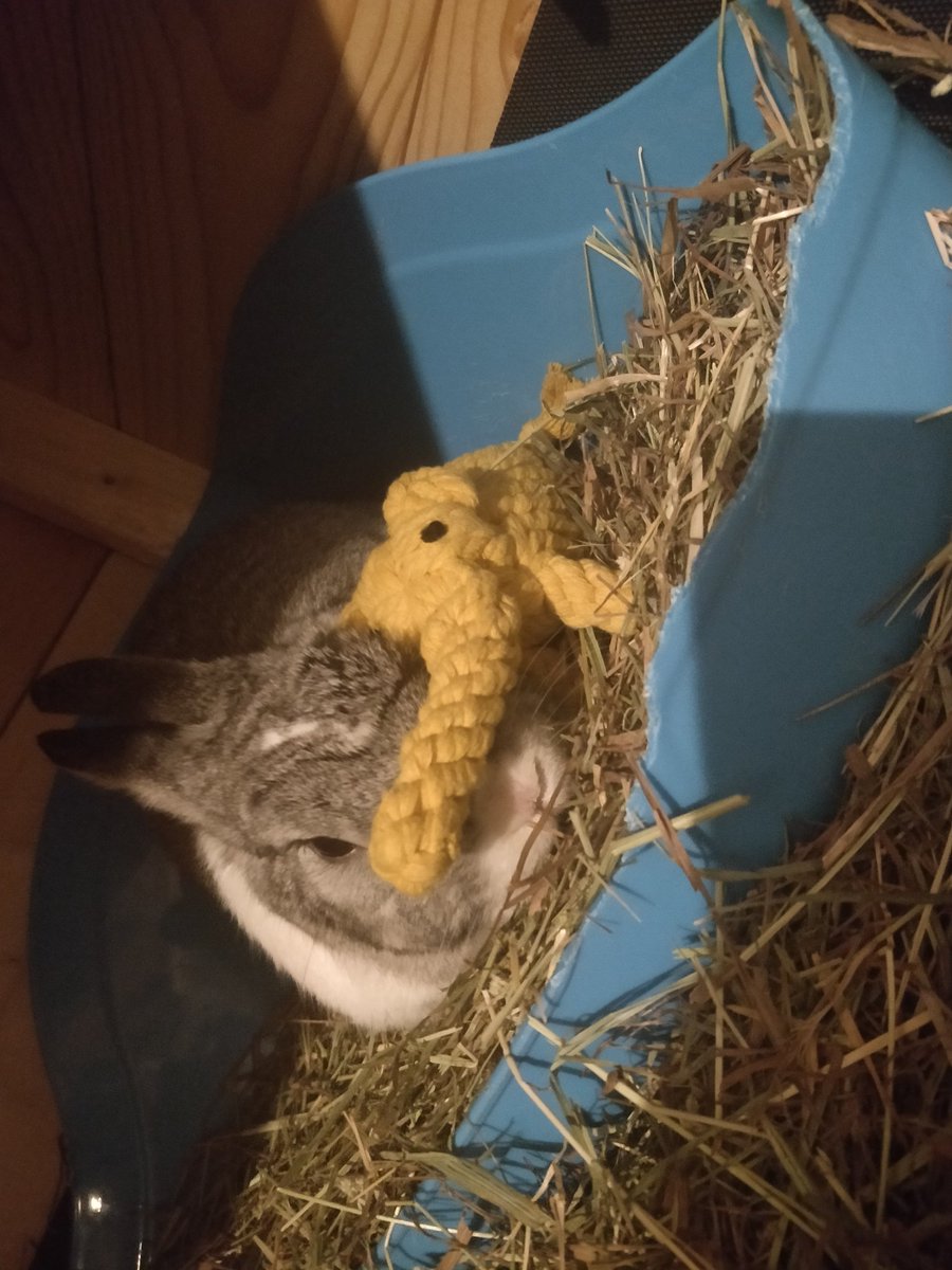 lickibunny's tweet photo. Got a new friend for Christmas. He gives good pets. https://t.co/2KCE8fTxHR