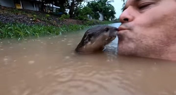 quiero que seamos como chispas y frank de la jungla