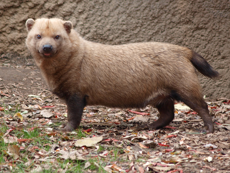 ArminReindl's tweet photo. Bush dogs are nature's corgi https://t.co/lpuOhq0CaS