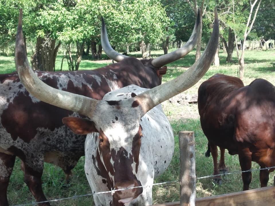 Lo logramos! Comenzó la Feria Agrícola del Valle de Lajas con su nuevo formato de Safari y disfrute en auto de todas las bellezas de nuestra naturaleza.