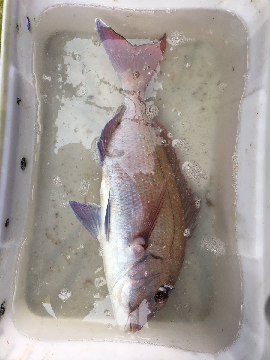 マメヤマ リリースサイズが多い中 貴重なキロオーバーの真鯛 大鯛ではないけれど自己記録 更新 うれしい ウマズラハギや2キロ級のマハタもかけることができた 一つテンヤ真鯛は楽しすぎるな