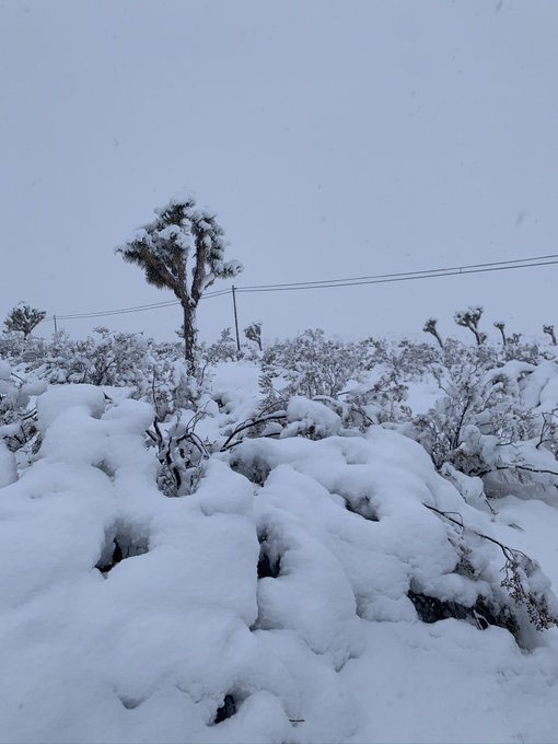A year ago exactly in Joshua Tree https://t.co/eb2e7NxKm9