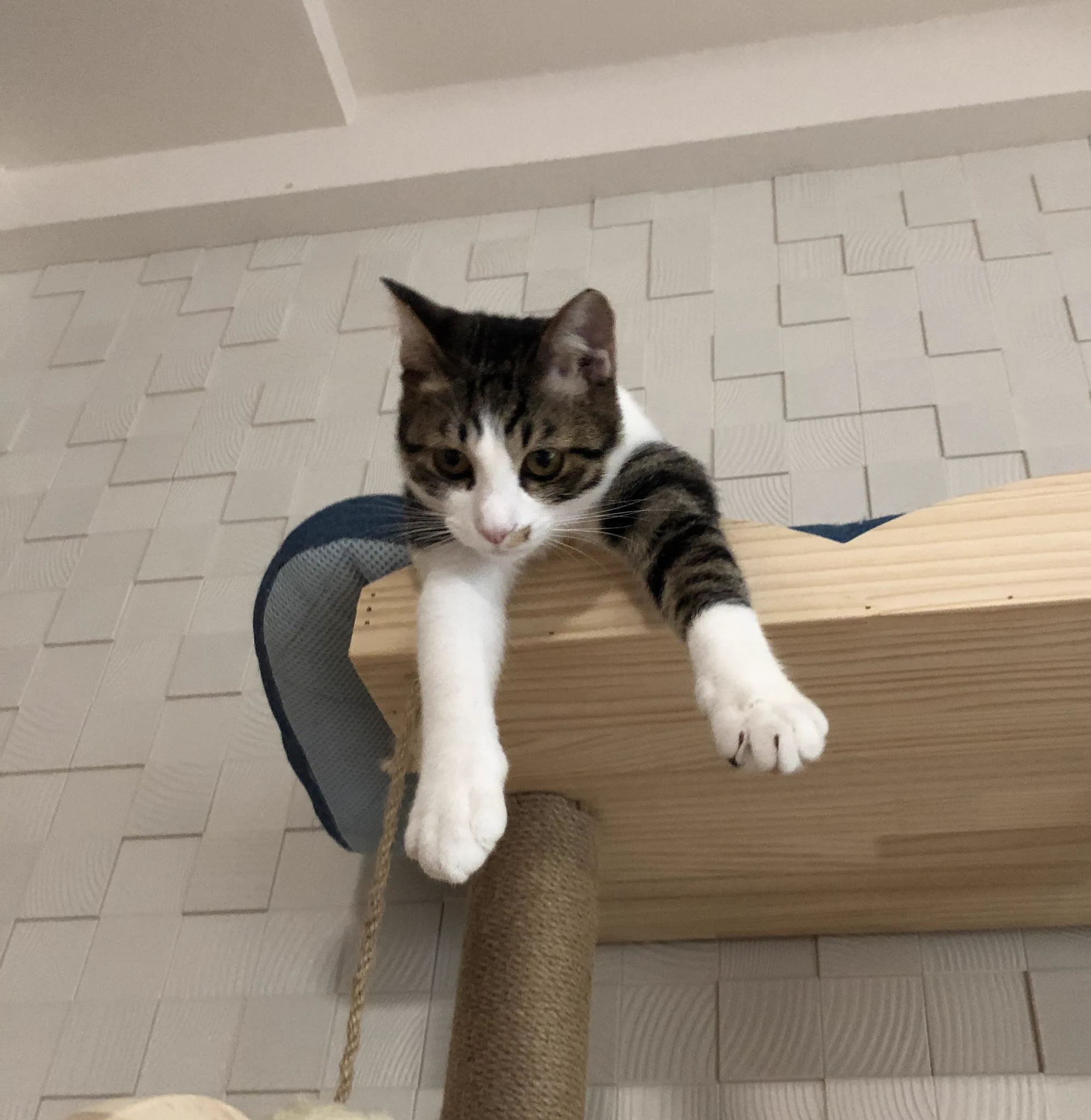 残念だけど、私が飼い主だ。くつろいでいる猫の掌を「自分の鼻に突っ込んだら」、引いてた。