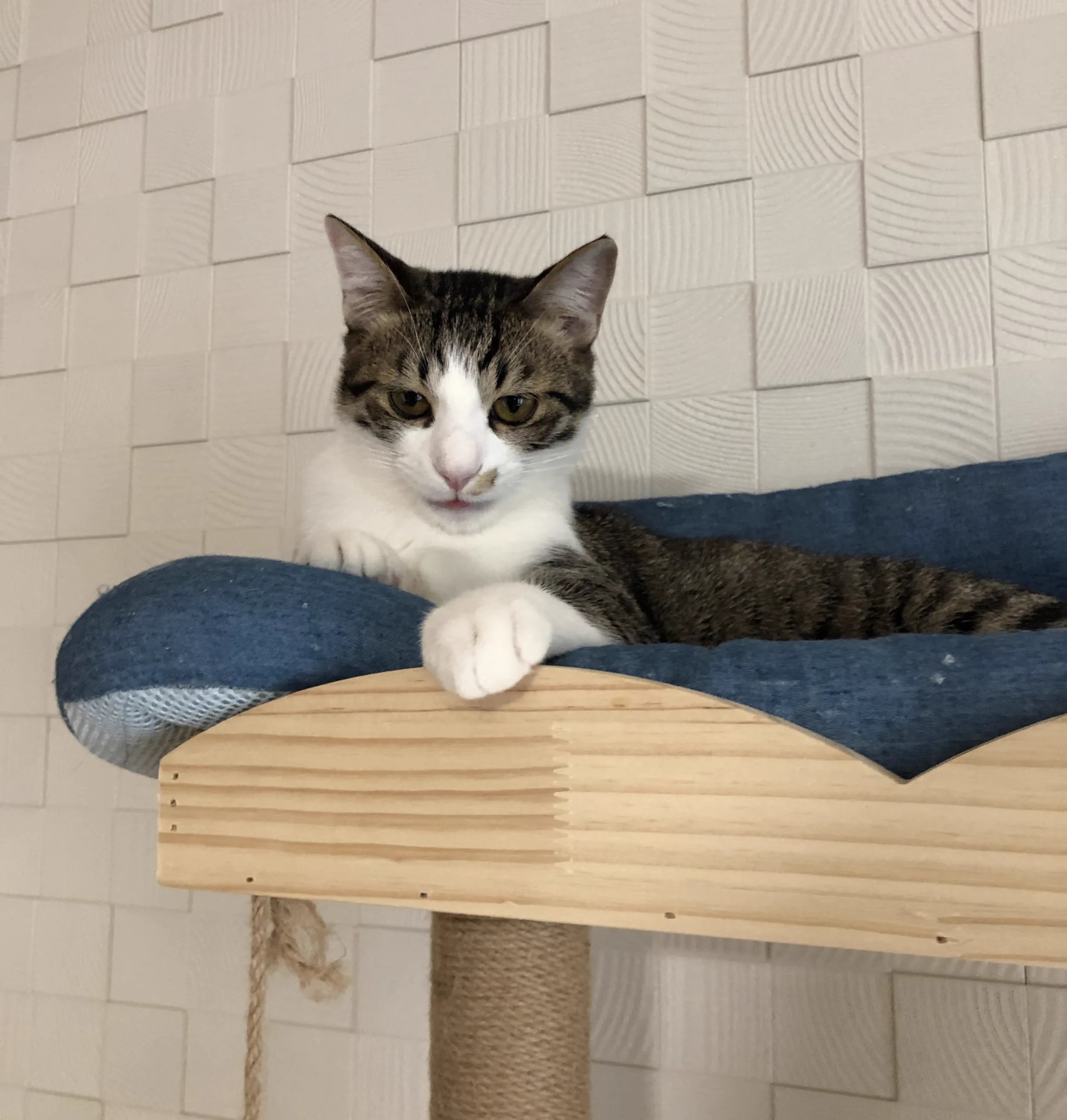 残念だけど、私が飼い主だ。くつろいでいる猫の掌を「自分の鼻に突っ込んだら」、引いてた。