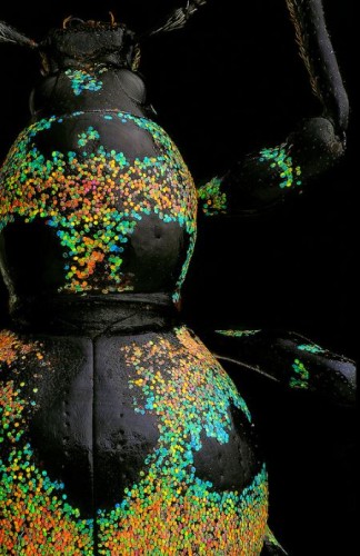 O gorgulho Pachyrrhynchus orbifer tem escamas que refletem a luz solar que parece glitter! E lembrem-se, carnaval consciente envolve menos glitter artificial poluindo o ecossistema
