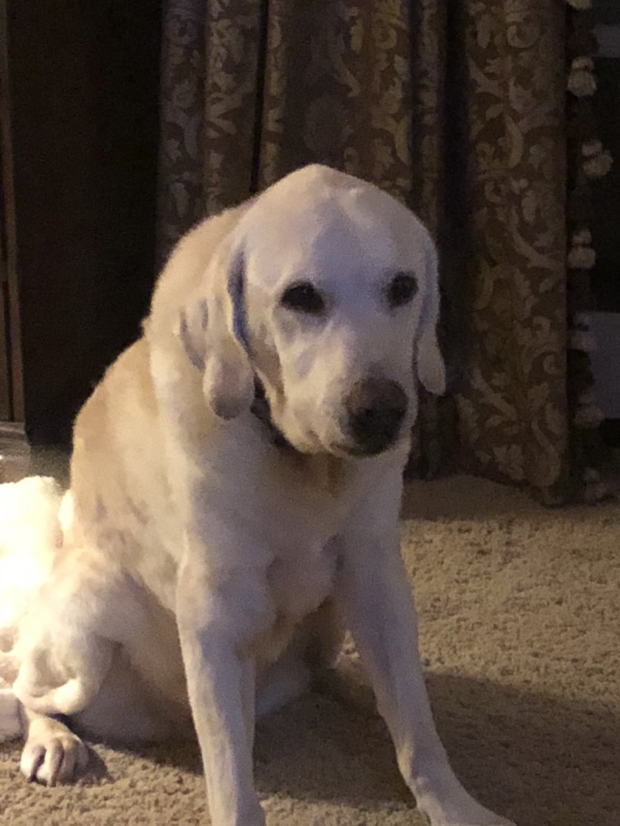 BoomerWells33's tweet photo. We are saddened that we had to put our Bochy down tonight. He had an incredible life of 16-1/2 years. We all got to spend Christmas with him. RIP ol man we miss you. https://t.co/C2LYn7UlJp