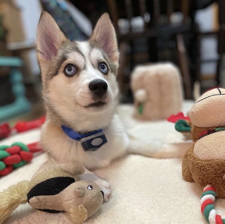 TogoDPomsky's tweet photo. What a fantastic first Christmas.  My family loves me so. https://t.co/O8GjZhn8q6