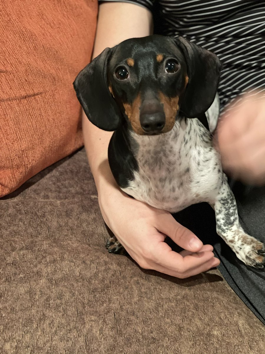 BobIPG's tweet photo. Moo_in_Miami is staying with us.  My son and his girlfriend’s piebald dachshund.  He's got a huge following on Instagram.  Great doggie! (Our Norman is not pleased...) https://t.co/up7tfxowpn