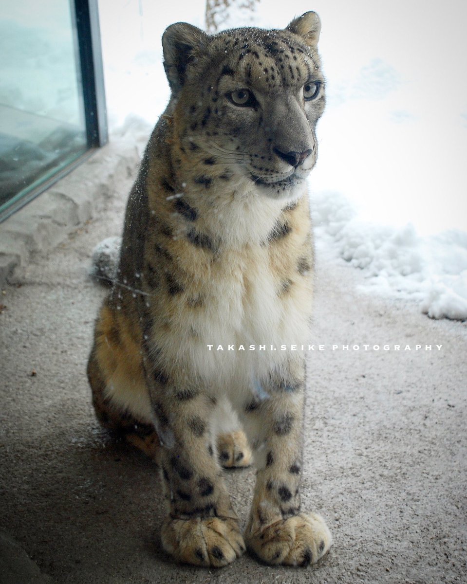 ヒョウはヒョウでも白いヒョウ Anazhthsh Twitter