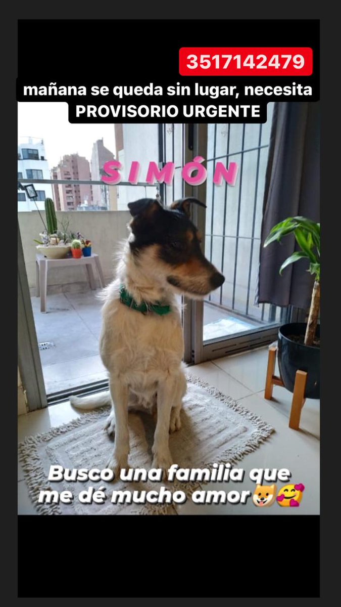 Buscamos provisorio URGENTE para Simón 🙏 porfavor difundir!! <a href="/epacba/">Equipo de Protección Animal</a> <a href="/VivireNuevaCba/">VivirenNuevaCórdoba®</a>