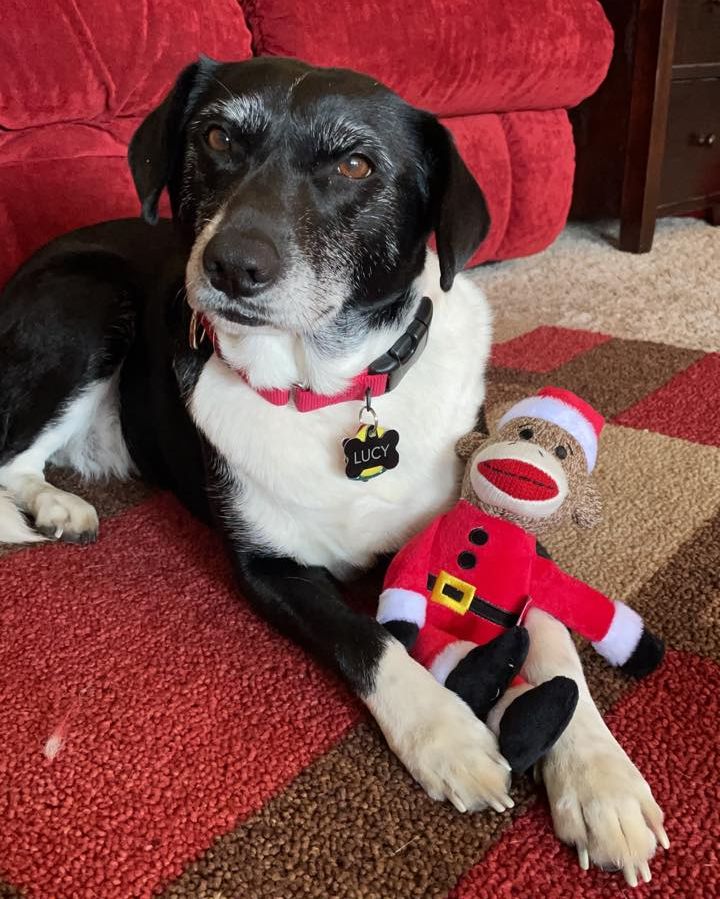 DallasShelter's tweet photo. The best part about the day after Christmas? Those *FRESH* new toy vibes! This is Lucy with her favorite Christmas present from Santa. Time to play!
#DogsofDallas #DASalumni #D90alumni #AdoptDAS #DallasDogs #ShelterDogs https://t.co/gjFBkFLU1T
