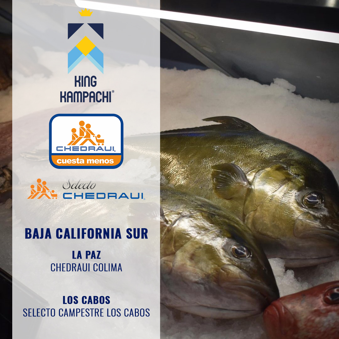 KingKampachi's tweet photo. ¡Ya estamos en Chedraui Baja California Sur!
Búscanos en la sección de pescados y mariscos en:
📍 La Paz: Chedraui Colima
📍 Los Cabos: Chedraui Selecto Campestre
#ASCcertified #IkejimeQuality #BuenasPracticasAcuicolas #PescaConFuturo https://t.co/aL5AANZIOH