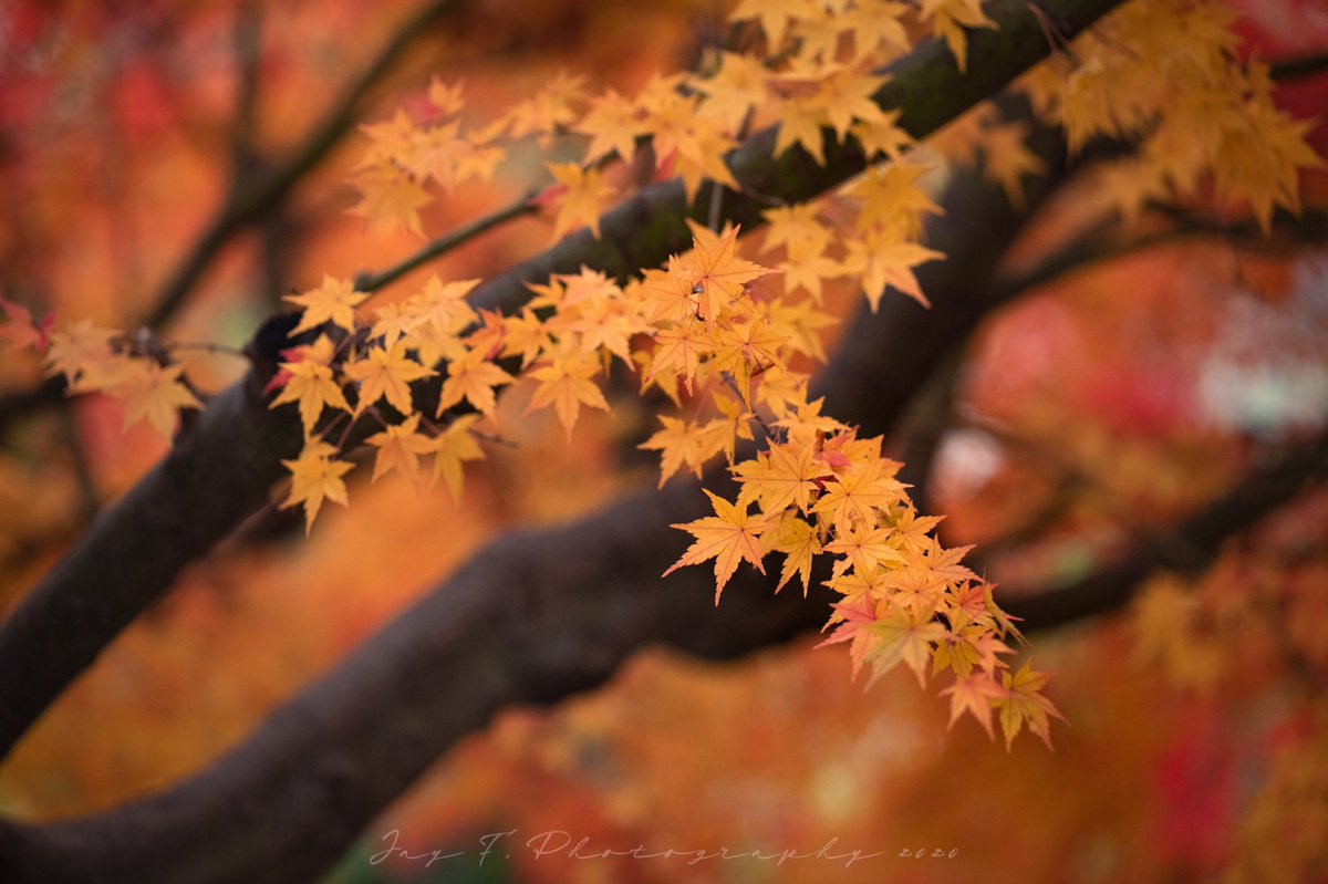 JayCus33's tweet photo. がっつり冬になった所で、過ぎ去りし秋の写真
#写真が好きな人と繋がりたい 
#お写ん歩 #スナップ写真 
CarlZeiss APO Sonnar T* 2/135
Nikon D850
#カメラ好きと繋がりたい 
#ファインダー越しの私の世界 
#キリトリセカイ #秋の写真 #紅葉 
#SnapShot #autumnleaves #CarlZeiss #ApoSonnar #Nikon https://t.co/qB7CSoWHU2