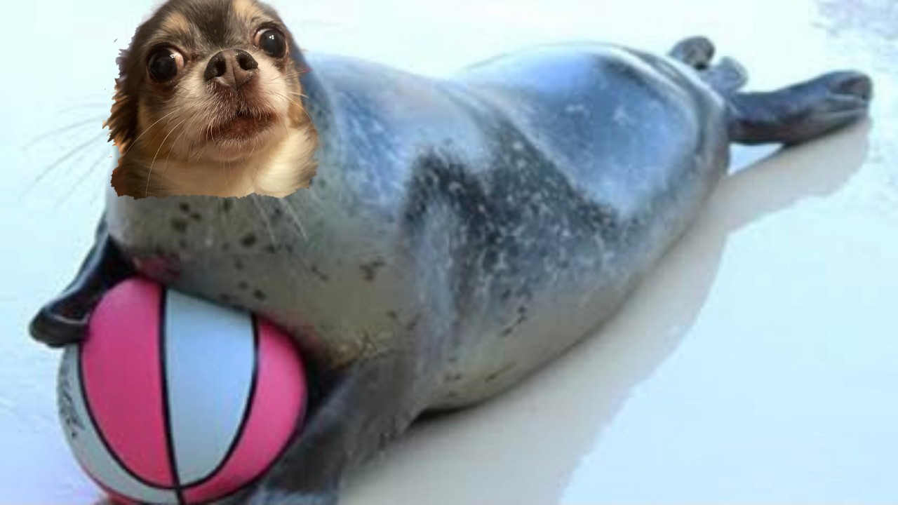 犬のマウンティング Twitter Search Twitter