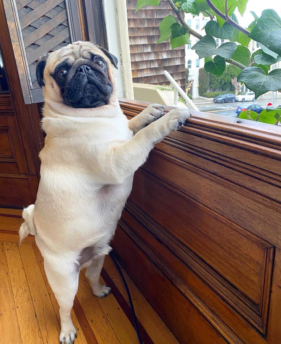 TheTomCoteShow's tweet photo. Waiting for my chicken nuggets delivery 🚚 🍗❤️
follow @woofbiscuit https://t.co/AQmjUPwePo
