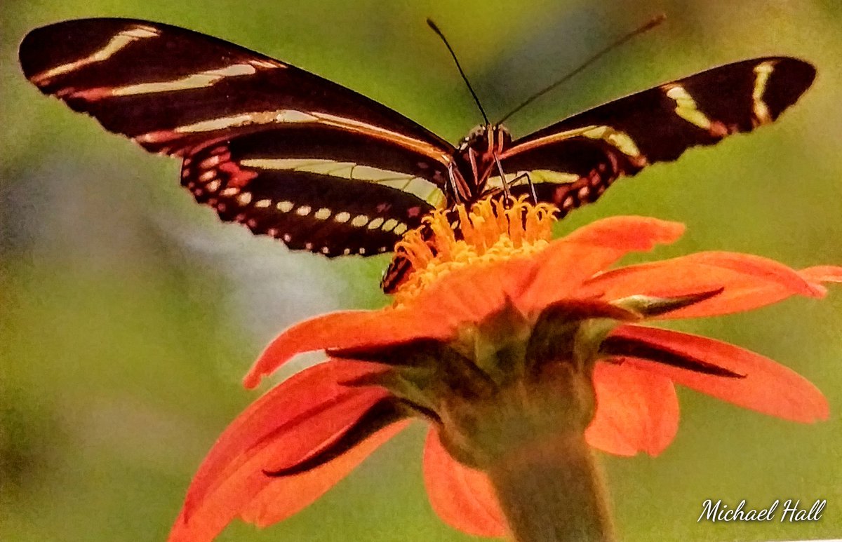 "The Best Of 2020" #HappyHolidays #NaturalHabitat #NaturePhotography #flowerphotography