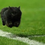 ペンリス・パンサーズは黒豹をエンブレムにしてる!偶然にも黒猫が乱入