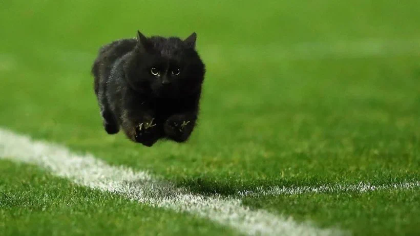 ペンリス・パンサーズは黒豹をエンブレムにしてる！偶然にも黒猫が乱入