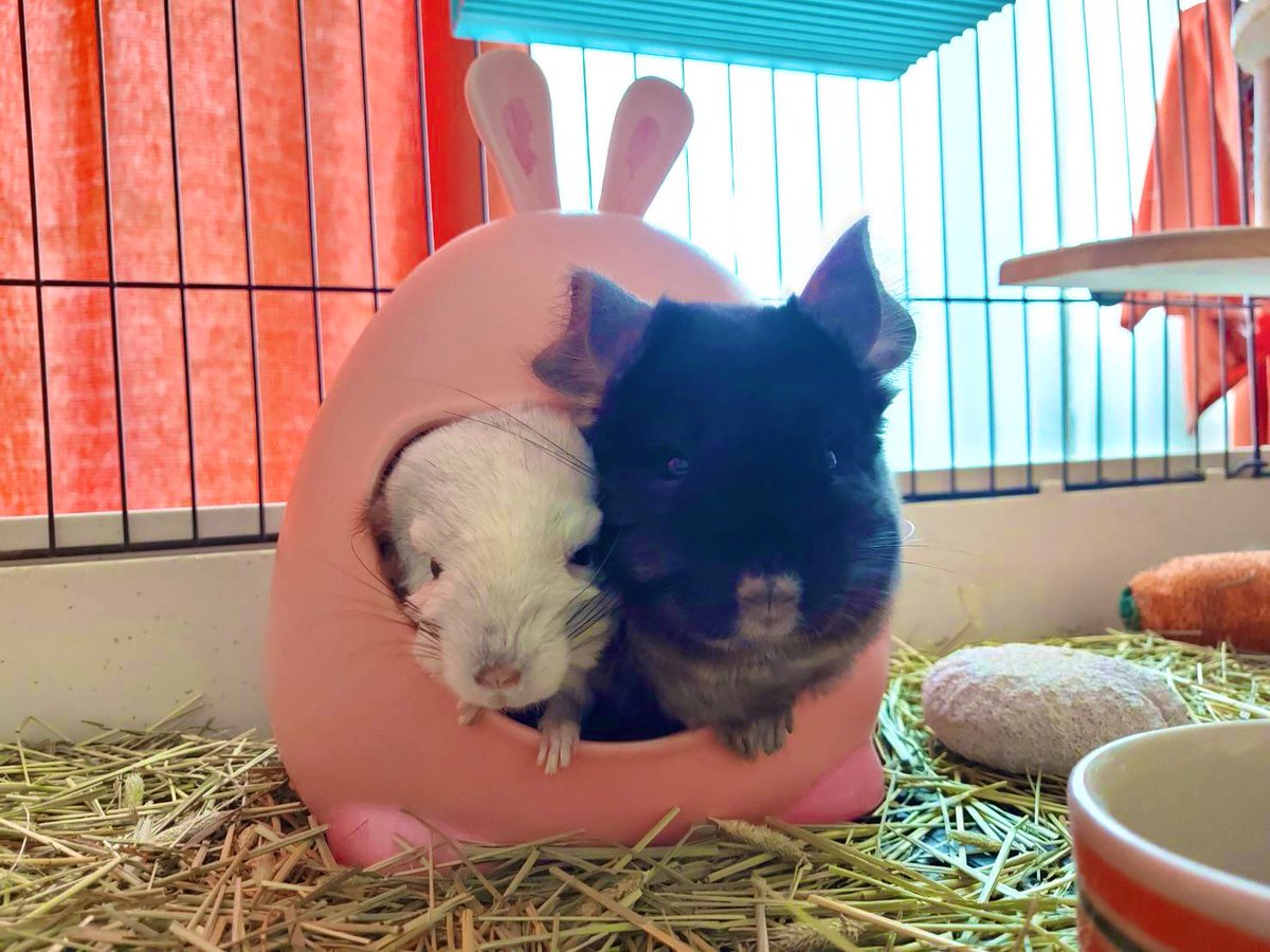 PitteThailand's tweet photo. 我が家のチンチラ2匹ドゥイ君(ดุ่ยๆ🤵‍♂️)とダミー(ดาร์มี่👱‍♀️)です🐭　女の子のダミーの方がでっかいから親子に見えてしまう😯
#チンチラ　#タイ https://t.co/OrHRdeafCi