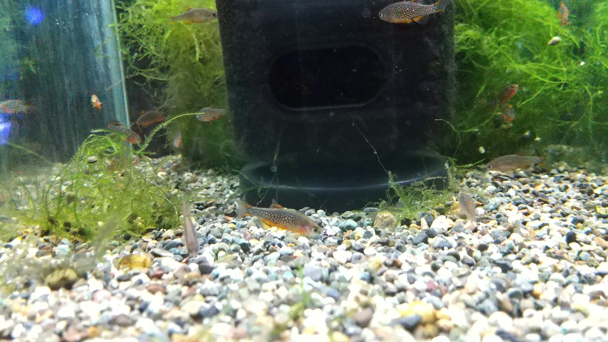 アクアショップ グッピー園 こんにちは 入荷情報です 今回は 小型熱帯魚はラスボラ ハナビや国産グッピーなど 大型魚は淡水エイのハイブリッドスティングレーやポリプ ビキールビキールなど 海水魚はヤッコ系やハゼ系 スズメダイ系などが入りました