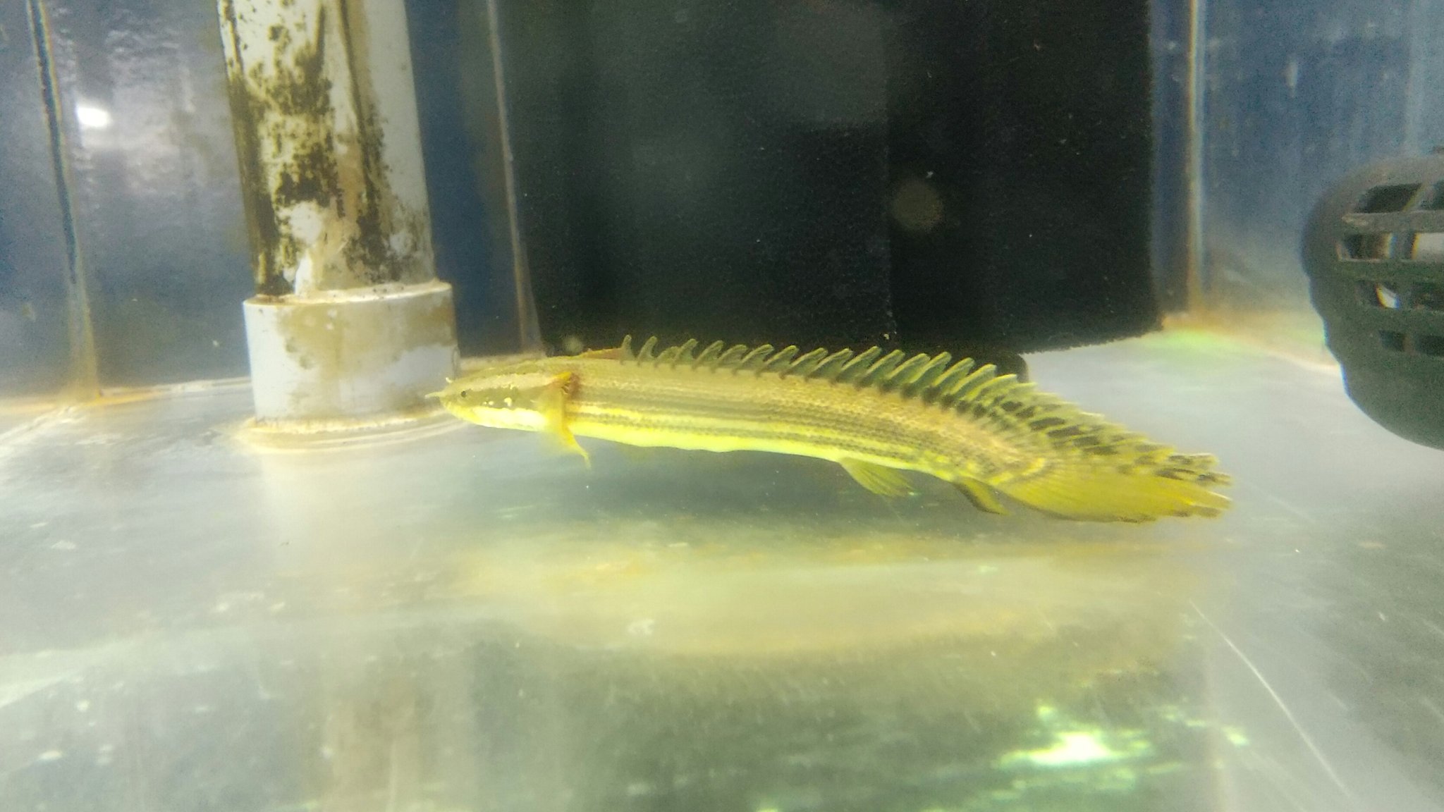 アクアショップ グッピー園 こんにちは 入荷情報です 今回は 小型熱帯魚はラスボラ ハナビや国産グッピーなど 大型魚は淡水エイのハイブリッドスティングレーやポリプ ビキールビキールなど 海水魚はヤッコ系やハゼ系 スズメダイ系などが入りました