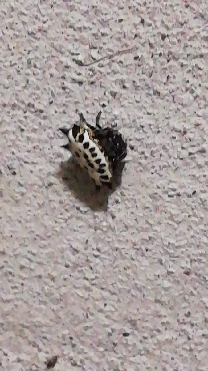 manueljimenezhr's tweet photo. @Arachno_Cosas hola, me podrías ayudar para una pista de esta amigilla https://t.co/fzsB5YYW2q
