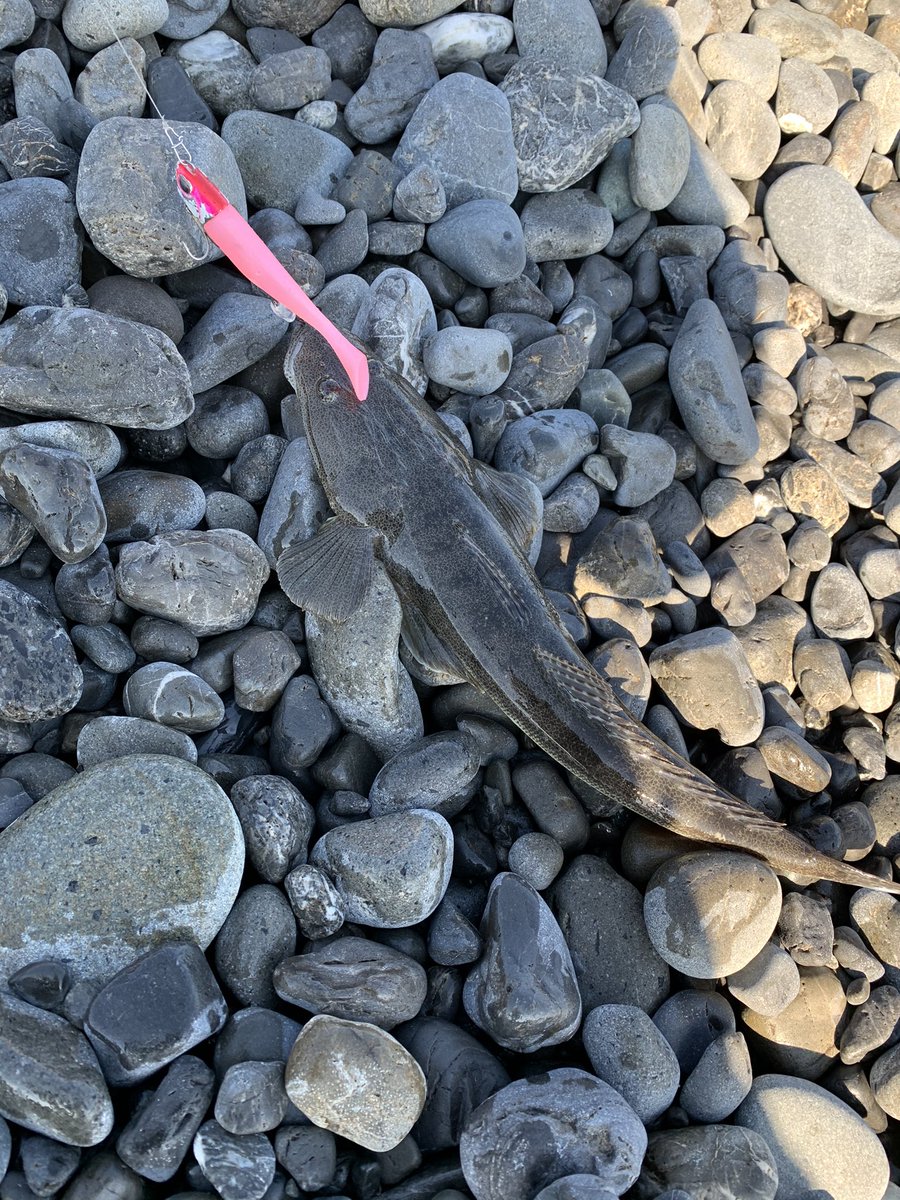 naru45013727's tweet image. 今日はマゴチが釣れカラーチェンジ後すぐにヒラメが上がりました。小さいのでリリース🥺
#焼津サーフ