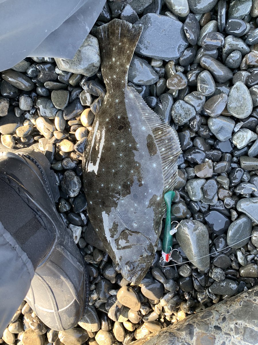 naru45013727's tweet image. 今日はマゴチが釣れカラーチェンジ後すぐにヒラメが上がりました。小さいのでリリース🥺
#焼津サーフ