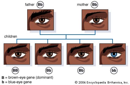 Ген цвета глаз у человека. Схема наследования цвета глаз. Генетика цвета глаз человека. Наследование цвета глаз у человека. Цвет глаз схема.