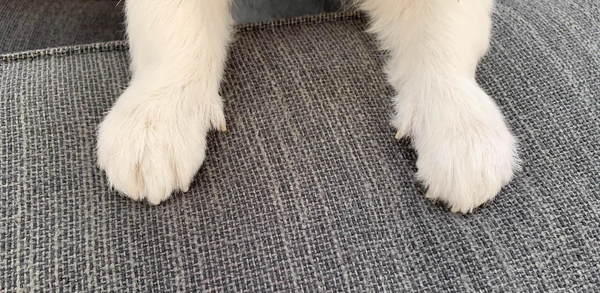 @r2d2c3poacco 師走の忙しいおり、犬の手も貸します。
#猫だけでなく犬も
#犬の手も借りたい 