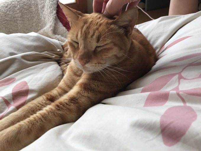 にゃーんちゃんのtwitterイラスト検索結果