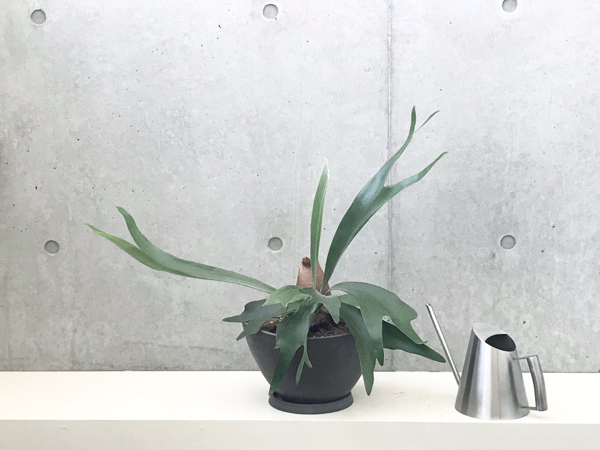 かべ ビカクシダ コウモリラン の花言葉 は 信頼 助け合い だそうで とてもいいなと思った 日に何度となく目を遣る植物にそういう言葉が与えられていると知ると 自分の心向きも少し変わる気がする どんな状況でも他者への信頼と助け合いの精神を かべ ビカクシダ コウモリラン の花言葉 は 信頼 助け合い だそうで とてもいいなと思った 日に何度となく目を遣る植物にそういう言葉が与えられていると知ると 自分の心向きも少し変わる気がする どんな状況でも他者への信頼と助け合いの精神を