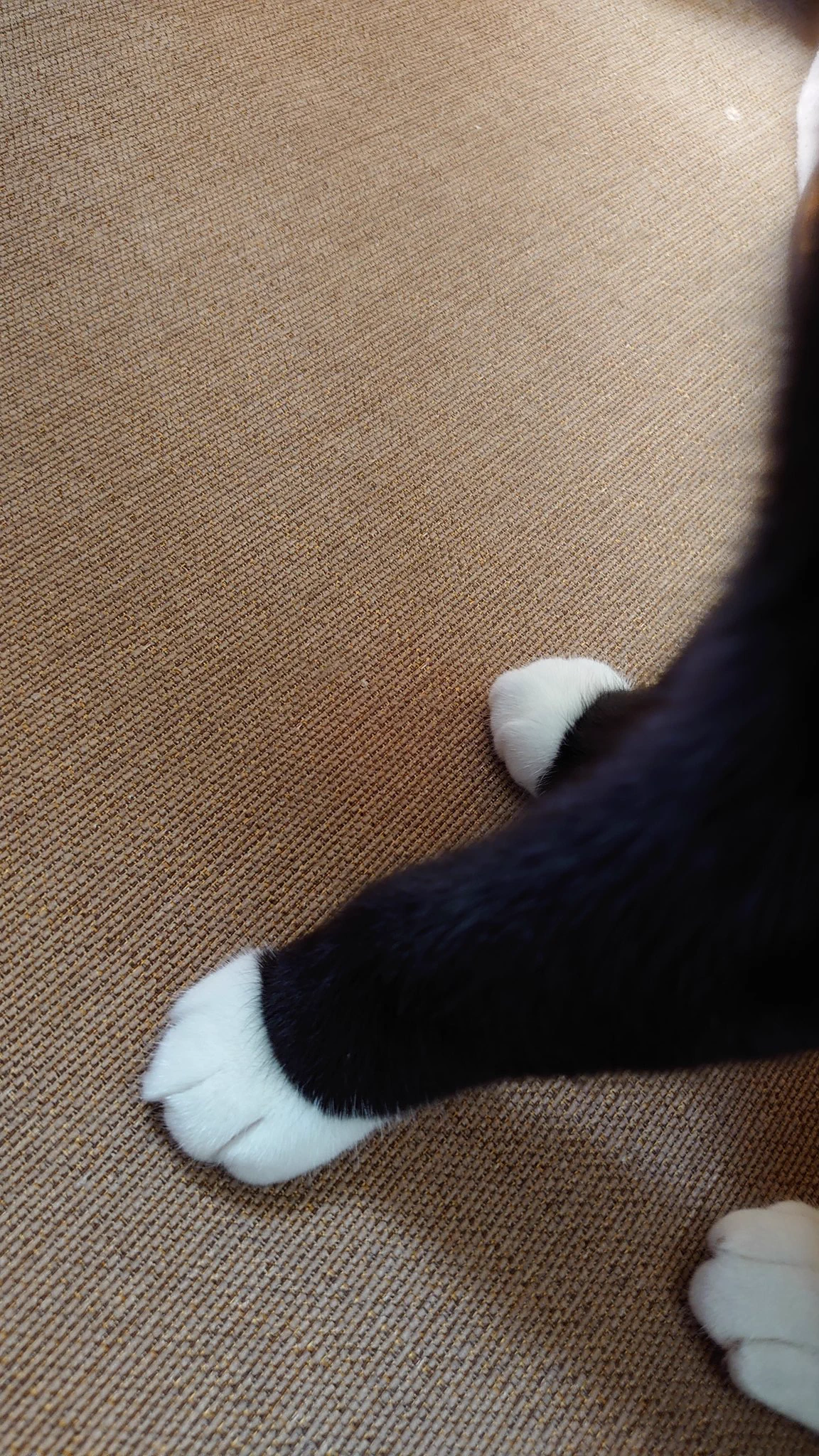 @r2d2c3poacco こちらも貸してくれるそうです(ΦωΦ) 