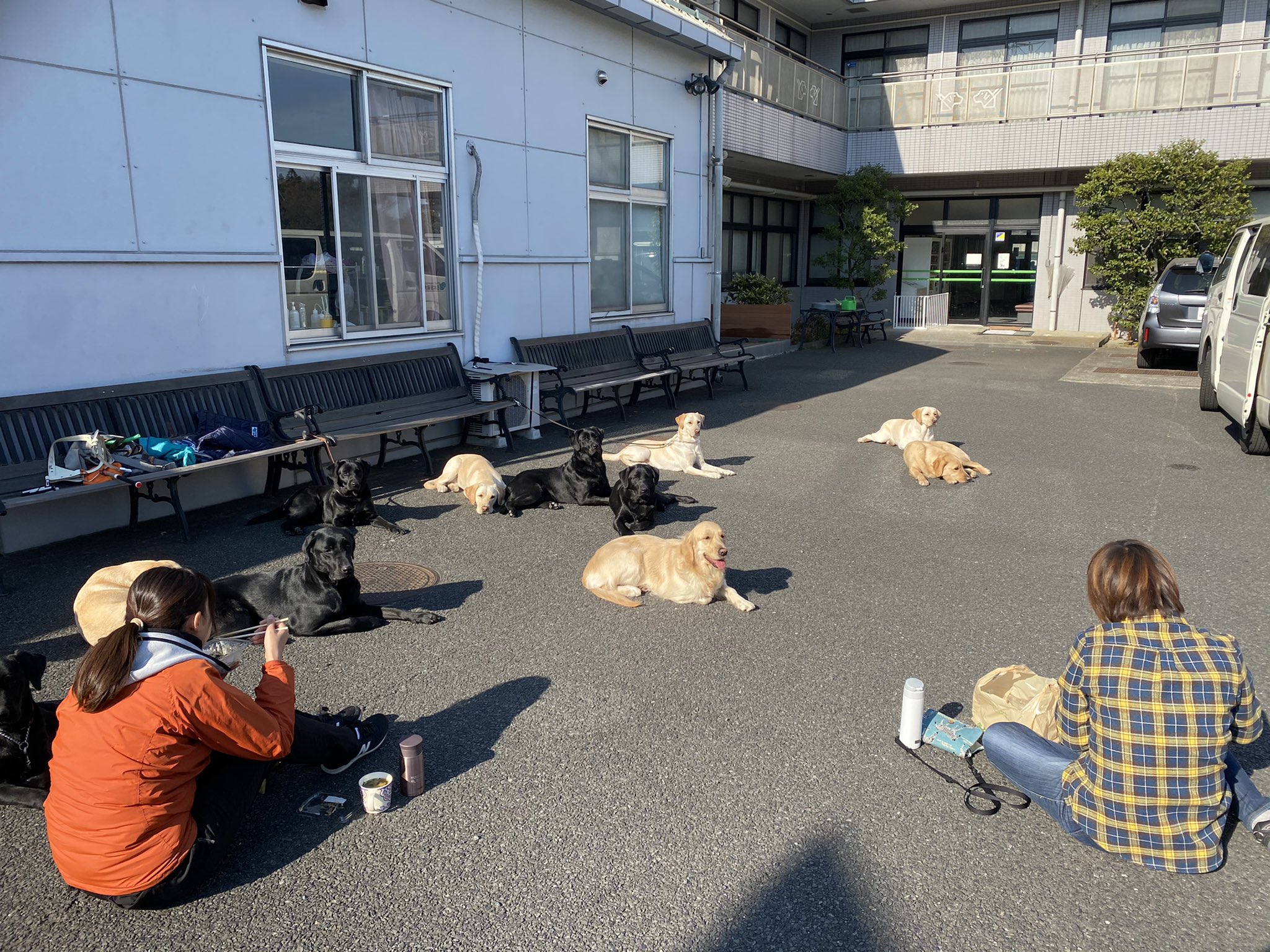 日本盲導犬協会 オンラインで知る 盲導犬トリビア 動画配信 まもなく14 00からスタート ぜひご覧ください T Co Vmixaza1za 盲導犬トリビア Youtube 訓練士たちも犬と日向ぼっこしながらお昼休憩中 T Co 8pfwykzzrf Twitter