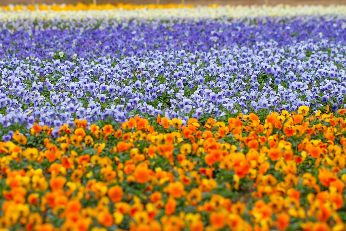 nagaib's tweet photo. 冬を彩る #ビオラ！

園内のハートの花壇では、ビオラ が小ぶりで可愛らしい花をたくさん咲かせています。彩りが少ないこの時期に、これだけ花壇を盛り上げてくれるお花は珍しいですよね。本当に頼もしいお花です。

見ていてなんだか明るい気持ちになりました😀 https://t.co/WqoSLAnfS9