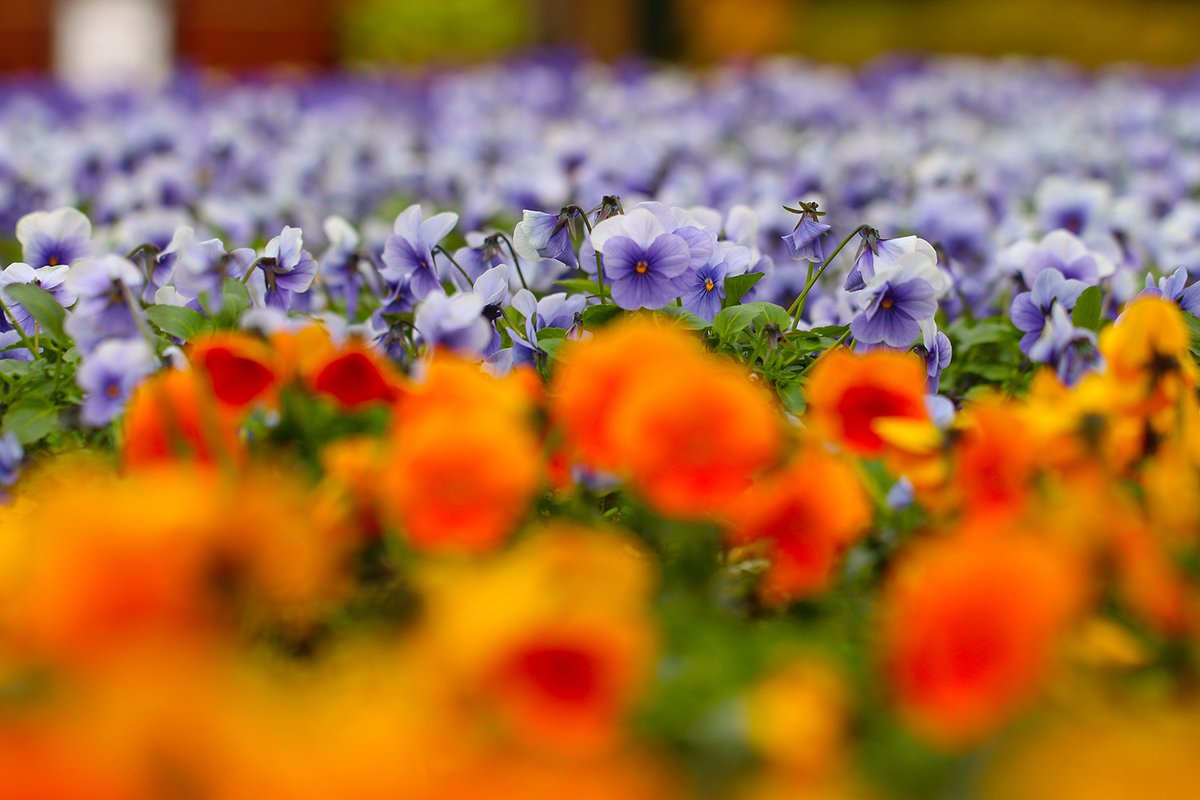 nagaib's tweet photo. 冬を彩る #ビオラ！

園内のハートの花壇では、ビオラ が小ぶりで可愛らしい花をたくさん咲かせています。彩りが少ないこの時期に、これだけ花壇を盛り上げてくれるお花は珍しいですよね。本当に頼もしいお花です。

見ていてなんだか明るい気持ちになりました😀 https://t.co/WqoSLAnfS9