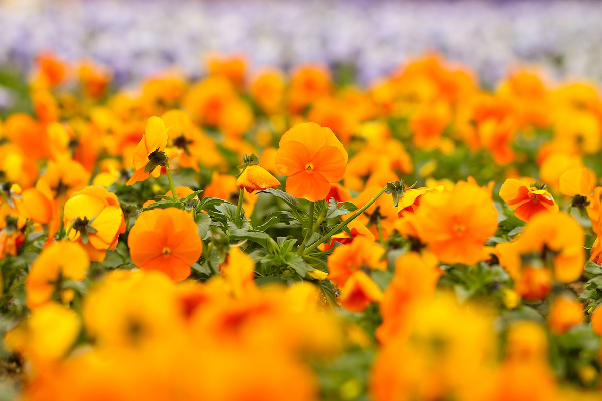 nagaib's tweet photo. 冬を彩る #ビオラ！

園内のハートの花壇では、ビオラ が小ぶりで可愛らしい花をたくさん咲かせています。彩りが少ないこの時期に、これだけ花壇を盛り上げてくれるお花は珍しいですよね。本当に頼もしいお花です。

見ていてなんだか明るい気持ちになりました😀 https://t.co/WqoSLAnfS9