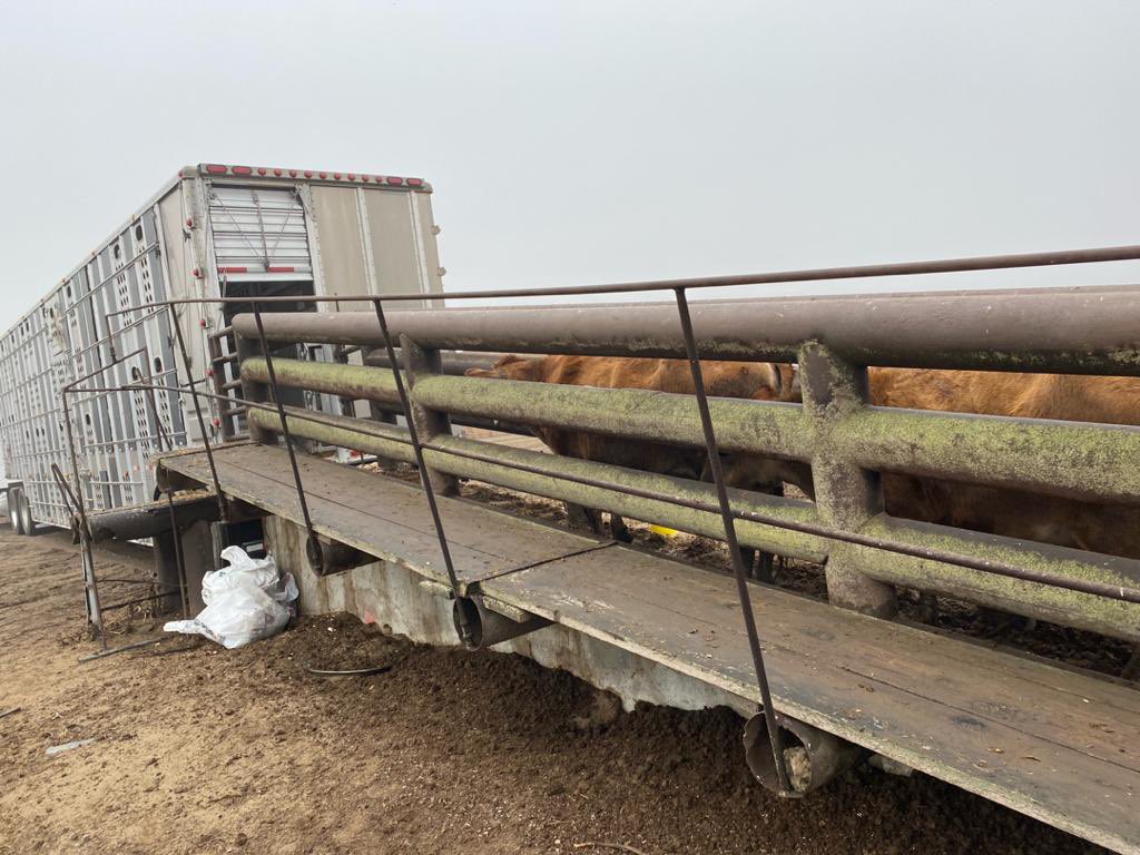 An exciting update. Our first batch of Jersey cows being loaded to the isolation centre in the US, ahead of a flight to Nigeria next year. We expect at least 250 cows on the first flight.