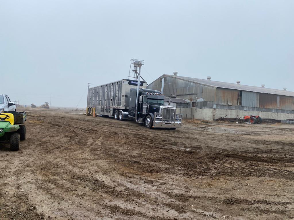 An exciting update. Our first batch of Jersey cows being loaded to the isolation centre in the US, ahead of a flight to Nigeria next year. We expect at least 250 cows on the first flight.